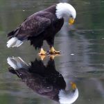 Happy Independence Day | America is a free country; where a married man can do as his wife pleases | image tagged in existential patriotic eagle,memes,independence day,freedom | made w/ Imgflip meme maker