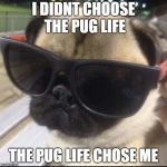 Deal with it. | I DIDNT CHOOSE THE PUG LIFE; THE PUG LIFE CHOSE ME | image tagged in pug life | made w/ Imgflip meme maker