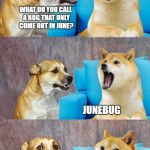 Dad Joke Doge | WHAT DO YOU CALL A BUG THAT ONLY COME OUT IN JUNE? JUNEBUG | image tagged in dad joke doge,junebugs,june | made w/ Imgflip meme maker