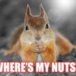 Squirrel therapist | WHERE’S MY NUTS? | image tagged in squirrel therapist | made w/ Imgflip meme maker