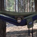 Camping puppers