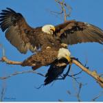 Eagles mating