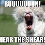 Alpaca Yawn | RUUUUUUUN! I HEAR THE SHEARS! | image tagged in alpaca yawn | made w/ Imgflip meme maker