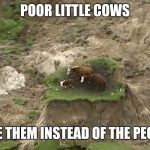 New Zealand Earthquake Cows/2016 Cows | POOR LITTLE COWS; SAVE THEM INSTEAD OF THE PEOPLE | image tagged in new zealand earthquake cows/2016 cows | made w/ Imgflip meme maker