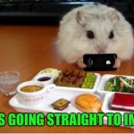 Hamster on imgflip  | THIS IS GOING STRAIGHT TO IMGFLIP | image tagged in imgflip hamster,memes,hamster weekend | made w/ Imgflip meme maker