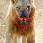 Lion after meal