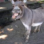 Ugly Donkey