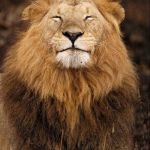 I have no sympathy for those poachers being somewhere they didn't belong!!! | THAT LOOK YOU GET; WHEN YOU'VE JUST EATEN A POACHER | image tagged in lion smiling,memes,poachers,easy lunch,funny,wildlife | made w/ Imgflip meme maker