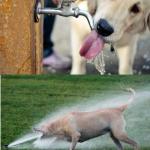 Dog drinking water vs dog and sprinkler meme