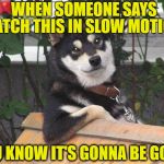 Retrospective Dog | WHEN SOMEONE SAYS; "WATCH THIS IN SLOW MOTION"; YOU KNOW IT'S GONNA BE GOOD | image tagged in most interesting husky,slow motion,sports,pain,dog | made w/ Imgflip meme maker