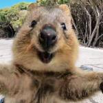 welcoming quokka