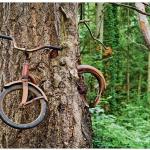 bike inna tree