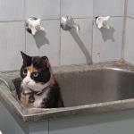 Sink Cat