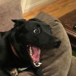 Overly Excited Dog
