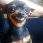 Happy Chihuahua