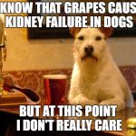 A KenJ request | I KNOW THAT GRAPES CAUSE KIDNEY FAILURE IN DOGS; BUT AT THIS POINT I DON'T REALLY CARE | image tagged in dog at bar,kenj,drinking,dog,grape,my templates challenge | made w/ Imgflip meme maker