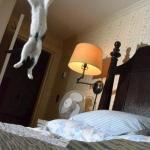 JUMPING CAT