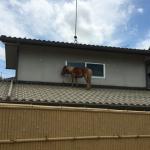 Horse on roof
