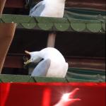 Inhaling Pigeon meme