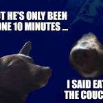 Darkside Dog | BUT HE'S ONLY BEEN GONE 10 MINUTES ... I SAID EAT THE COUCH. | image tagged in darkside dog | made w/ Imgflip meme maker