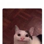 Awkward smile cat meme