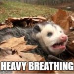 possum n chill | HEAVY BREATHING | image tagged in possum n chill | made w/ Imgflip meme maker