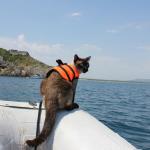 Siamese cat boat