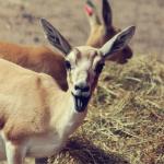 Laughing antelope