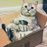 Cat in Box