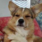 Tough corgi | IS THAT; PEANUTBUTTER ON YOUR BREATH?? | image tagged in tough corgi | made w/ Imgflip meme maker