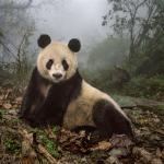 giant panda