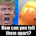 Trump and Trump Baby - How can you tell them apart? | How can you tell them apart? | image tagged in trump and trump baby blimp,tell them apart,trump,trump baby,baby trump | made w/ Imgflip meme maker