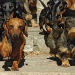 Dachshund army