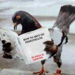 Pigeon reading book