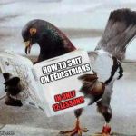 Pigeons can read, what do you mean? | HOW TO SHIT ON PEDESTRIANS; IN ONLY 12 LESSONS | image tagged in pigeon reading book,memes,ilikepie314159265358979 | made w/ Imgflip meme maker