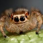 Cute spider