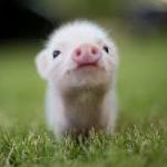 Cute Pigy Oink