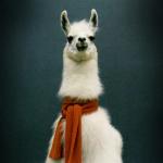 Drama Llama