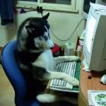 husky on the computer