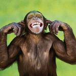 Chimp Plugging Ears