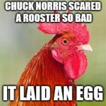 rooster | CHUCK NORRIS SCARED A ROOSTER SO BAD; IT LAID AN EGG | image tagged in rooster | made w/ Imgflip meme maker