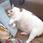 Fat Cat Crying