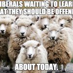 Sheeps | LIBERALS WAITING TO LEARN WHAT THEY SHOULD BE OFFENDED; ABOUT TODAY. | image tagged in sheeps | made w/ Imgflip meme maker