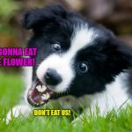 Border Collie | I'M GONNA EAT THE FLOWER! DON'T EAT US! | image tagged in border collie,dogs,flowers,eat | made w/ Imgflip meme maker