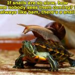 You never see them coming | If snails are so slow, how come nobody sees them coming? It's always like bam, there's a snail | image tagged in snail on a turtle | made w/ Imgflip meme maker