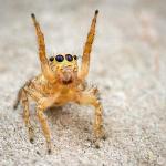 Cute Spider Israel