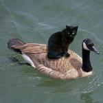black cat riding on a goose
