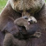 Bear Hug