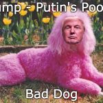 Trump - Putin's Poodle | Trump - Putin's Poodle; Bad Dog | image tagged in trump poodle,trump russia collusion,putin's poodle,trump unfit unqualified dangerous,trump commie,trump fool | made w/ Imgflip meme maker