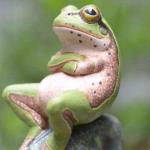 frog crossed arms meme